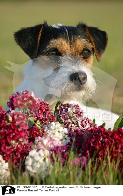 Parson Russell Terrier Portrait / SS-00087