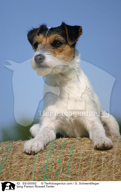 liegender Parson Russell Terrier / lying Parson Russell Terrier / SS-00092