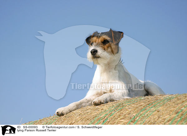 liegender Parson Russell Terrier / lying Parson Russell Terrier / SS-00093
