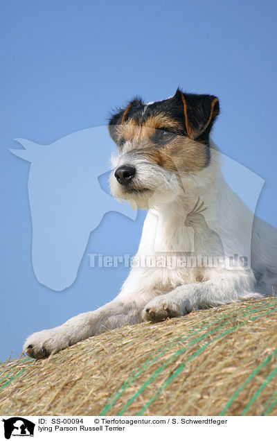 lying Parson Russell Terrier / SS-00094