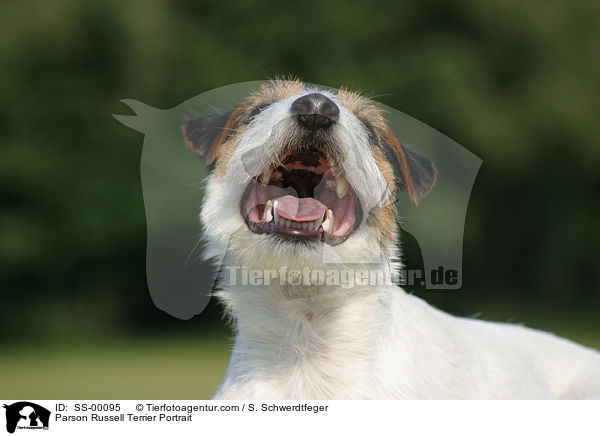 Parson Russell Terrier Portrait / Parson Russell Terrier Portrait / SS-00095