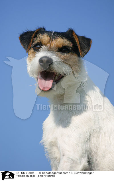 Parson Russell Terrier Portrait / SS-00096