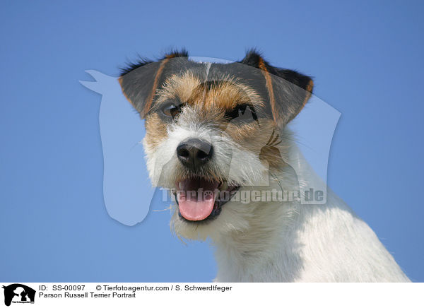 Parson Russell Terrier Portrait / SS-00097