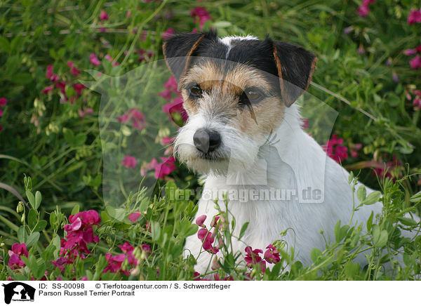 Parson Russell Terrier Portrait / Parson Russell Terrier Portrait / SS-00098