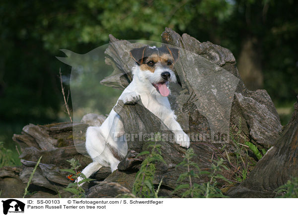 Parson Russell Terrier auf Baumwurzel / Parson Russell Terrier on tree root / SS-00103