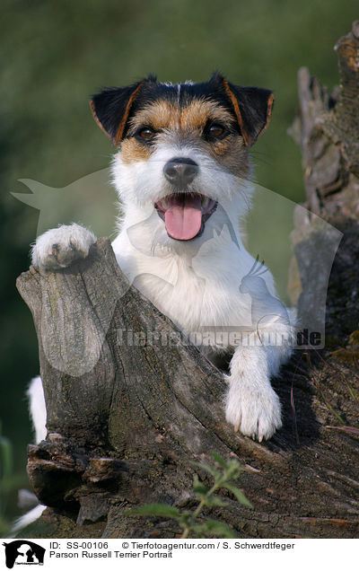 Parson Russell Terrier Portrait / Parson Russell Terrier Portrait / SS-00106