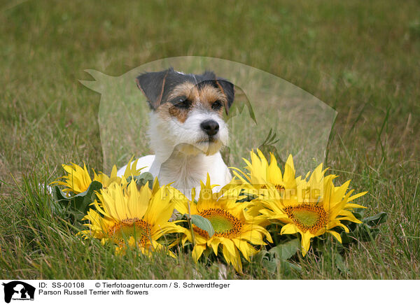 Parson Russell Terrier with flowers / SS-00108