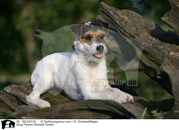 liegender Parson Russell Terrier / lying Parson Russell Terrier / SS-00130