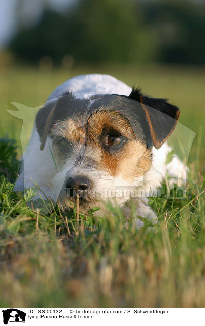 liegender Parson Russell Terrier / lying Parson Russell Terrier / SS-00132