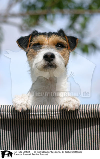 Parson Russell Terrier Portrait / Parson Russell Terrier Portrait / SS-00134