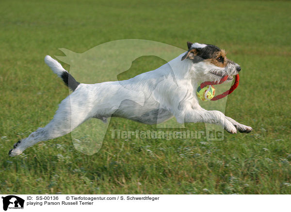 spielender Parson Russell Terrier / playing Parson Russell Terrier / SS-00136