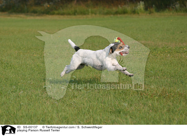 spielender Parson Russell Terrier / playing Parson Russell Terrier / SS-00137
