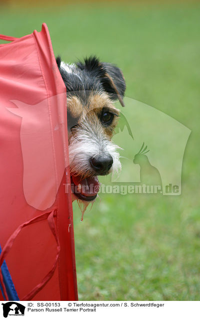 Parson Russell Terrier Portrait / SS-00153