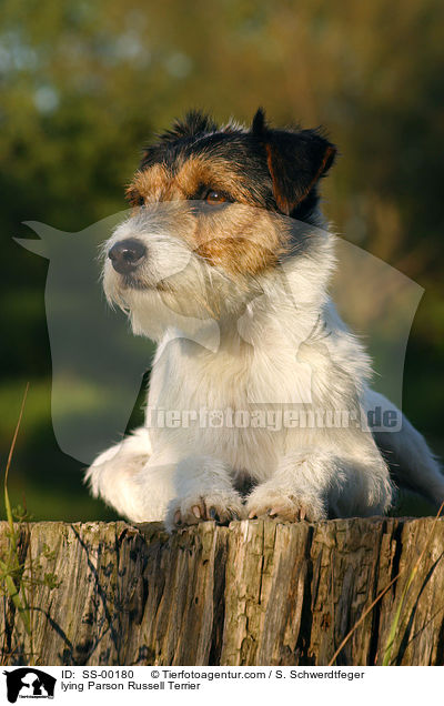 lying Parson Russell Terrier / SS-00180