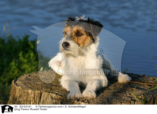 lying Parson Russell Terrier / SS-00181