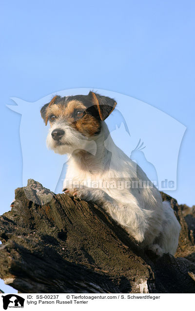 liegender Parson Russell Terrier / lying Parson Russell Terrier / SS-00237