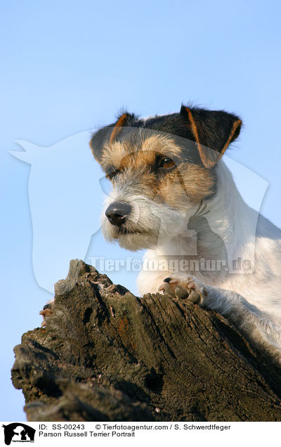 Parson Russell Terrier Portrait / Parson Russell Terrier Portrait / SS-00243