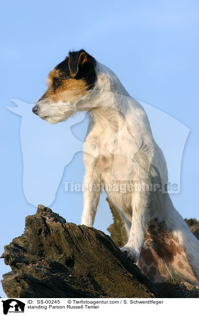 standing Parson Russell Terrier / SS-00245