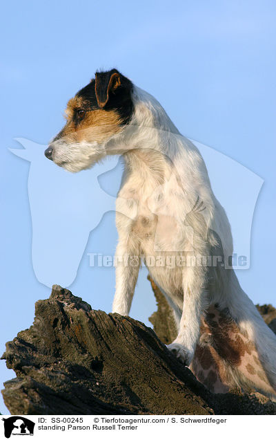 stehender Parson Russell Terrier / standing Parson Russell Terrier / SS-00245