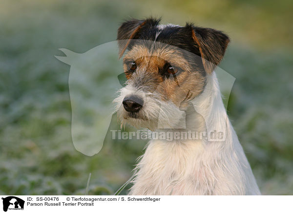 Parson Russell Terrier Portrait / SS-00476