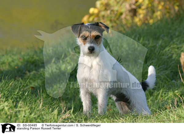 stehender Parson Russell Terrier / standing Parson Russell Terrier / SS-00485