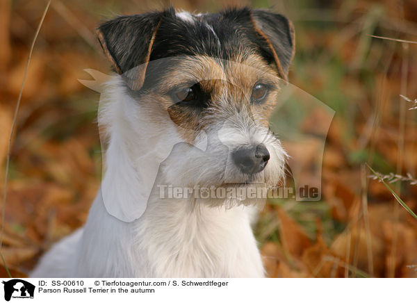 Parson Russell Terrier im Herbst / Parson Russell Terrier in the autumn / SS-00610
