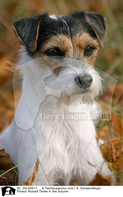 Parson Russell Terrier in the autumn / SS-00611