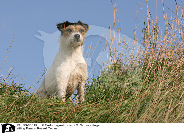 sitzender Parson Russell Terrier / sitting Parson Russell Terrier / SS-00619