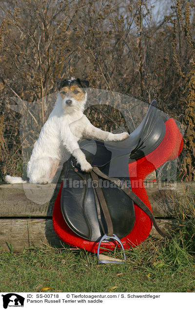 Parson Russell Terrier mit Sattel / Parson Russell Terrier with saddle / SS-00718