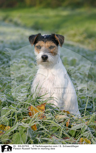 Parson Russell Terrier im Morgentau / Parson Russell Terrier in morning dew / SS-00783