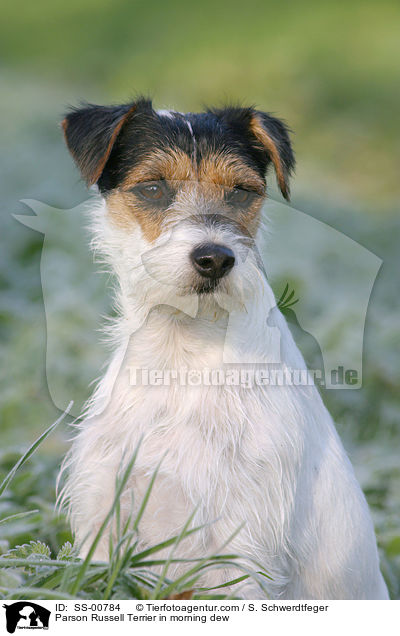 Parson Russell Terrier im Morgentau / Parson Russell Terrier in morning dew / SS-00784