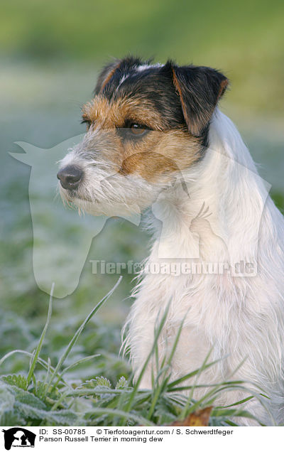 Parson Russell Terrier im Morgentau / Parson Russell Terrier in morning dew / SS-00785