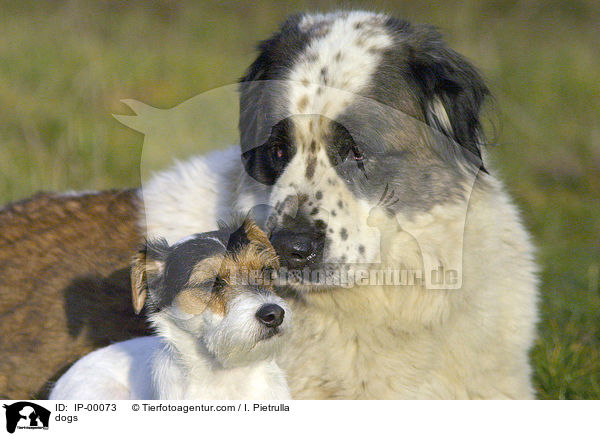 Hunde / dogs / IP-00073