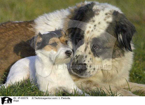 Hunde / dogs / IP-00074