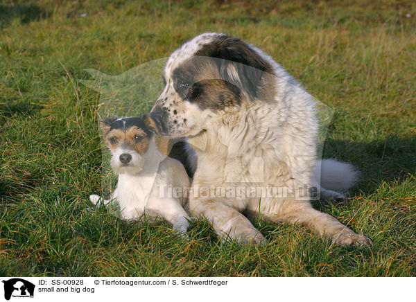 groer und kleiner Hund / small and big dog / SS-00928