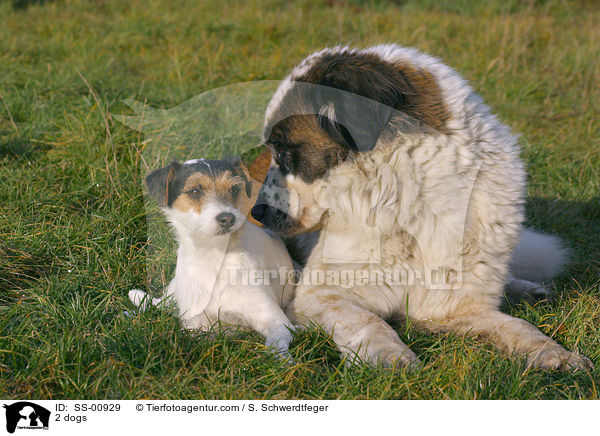 2 Hunde / 2 dogs / SS-00929