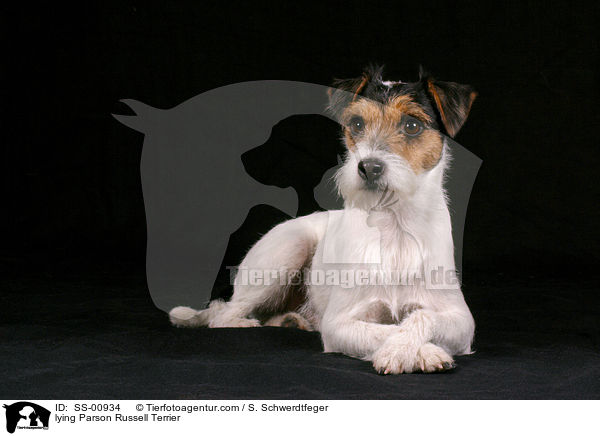 liegender Parson Russell Terrier / lying Parson Russell Terrier / SS-00934