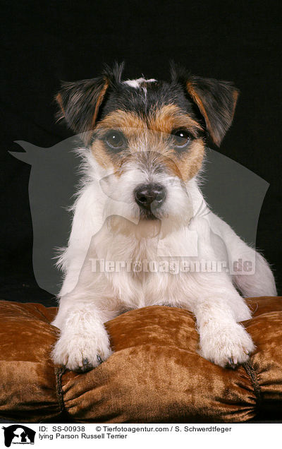 lying Parson Russell Terrier / SS-00938