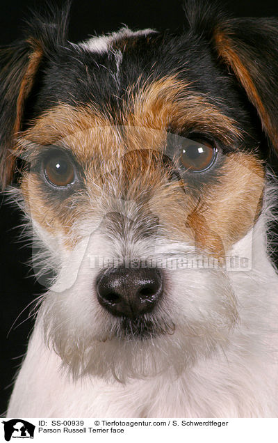 Parson Russell Terrier face / SS-00939