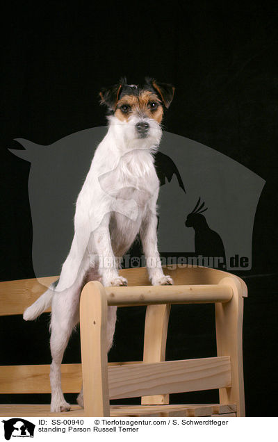 standing Parson Russell Terrier / SS-00940