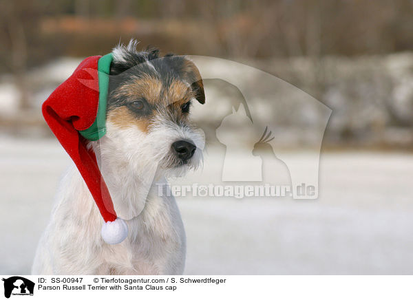 Parson Russell Terrier with Santa Claus cap / SS-00947
