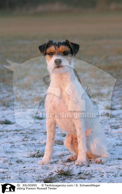 sitzender Parson Russell Terrier / sitting Parson Russell Terrier / SS-00950