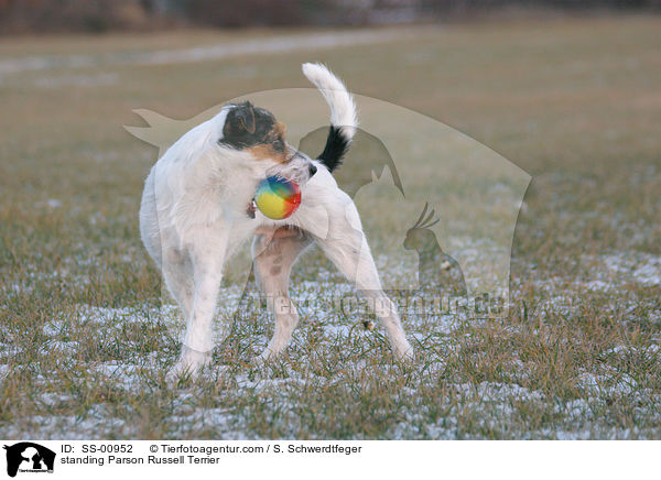 stehender Parson Russell Terrier / standing Parson Russell Terrier / SS-00952