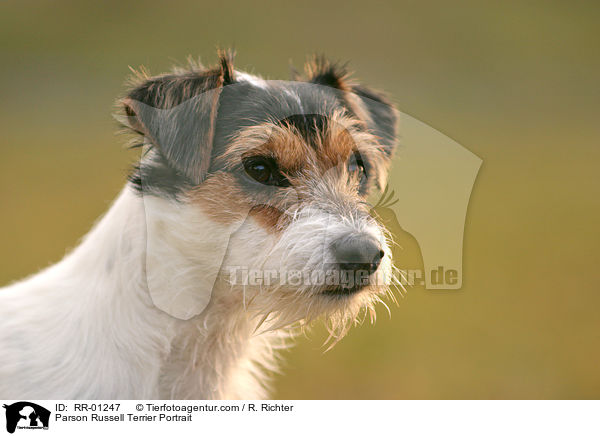 Parson Russell Terrier Portrait / Parson Russell Terrier Portrait / RR-01247