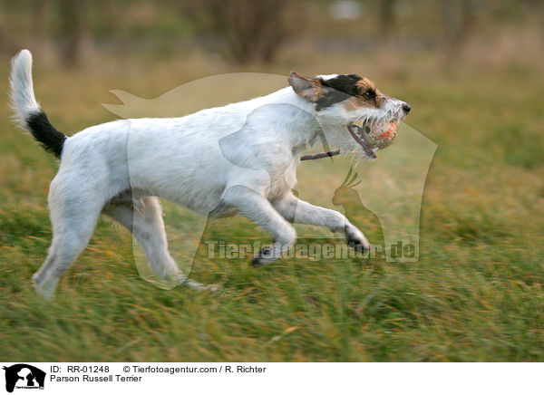 Parson Russell Terrier / Parson Russell Terrier / RR-01248