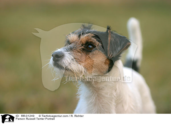 Parson Russell Terrier Portrait / Parson Russell Terrier Portrait / RR-01249