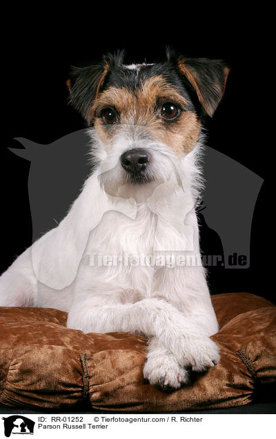 Parson Russell Terrier / Parson Russell Terrier / RR-01252