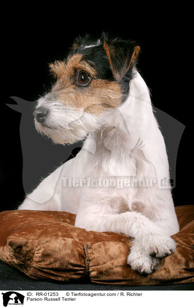 Parson Russell Terrier / Parson Russell Terrier / RR-01253