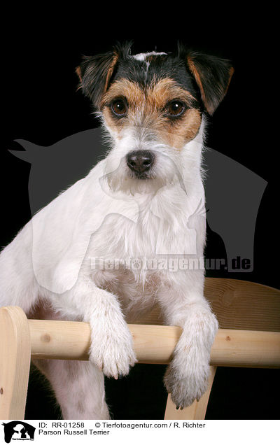 Parson Russell Terrier / Parson Russell Terrier / RR-01258