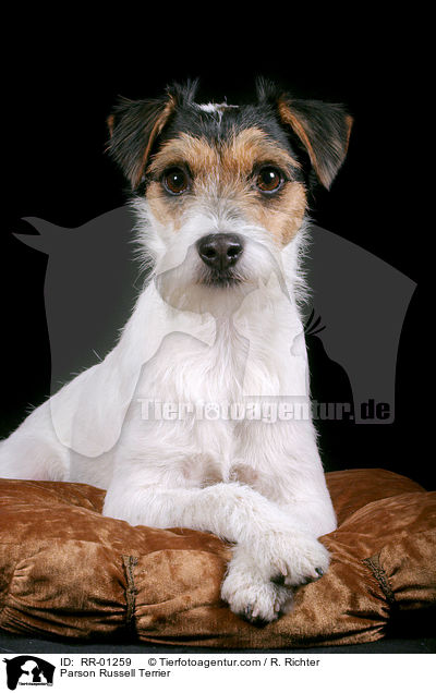 Parson Russell Terrier / Parson Russell Terrier / RR-01259